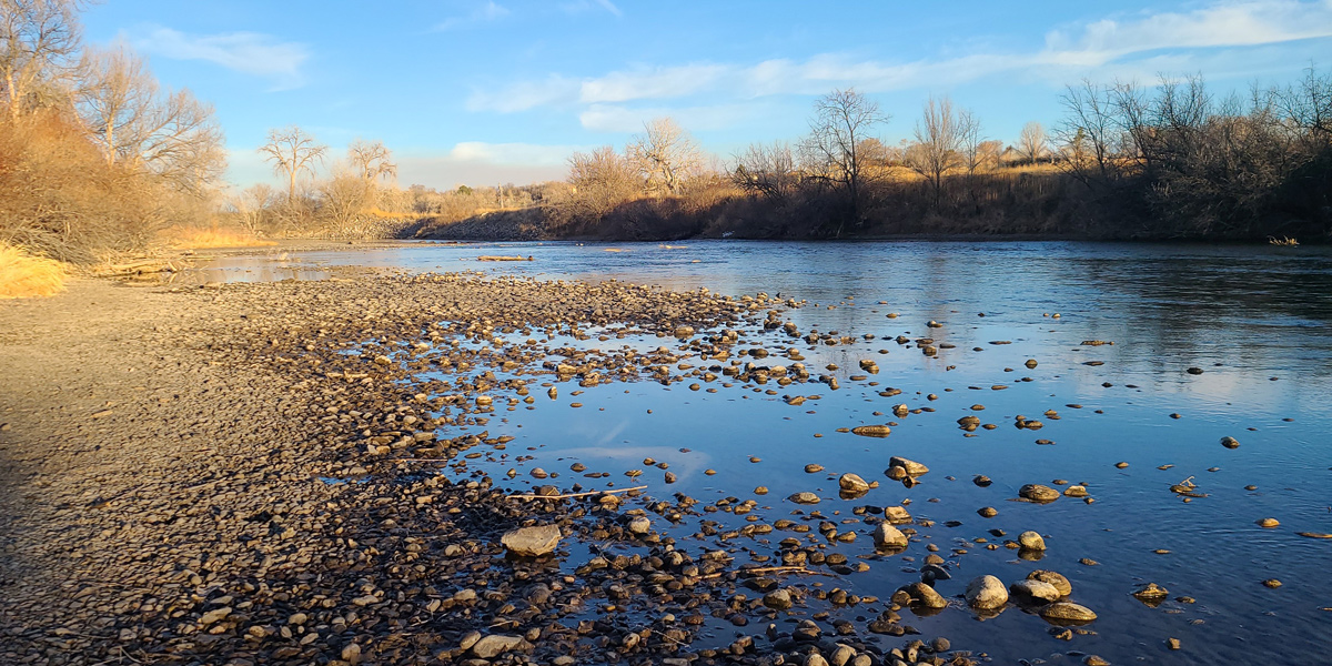 Scraggly cottonwood trees along the Arkansas River shore in winter