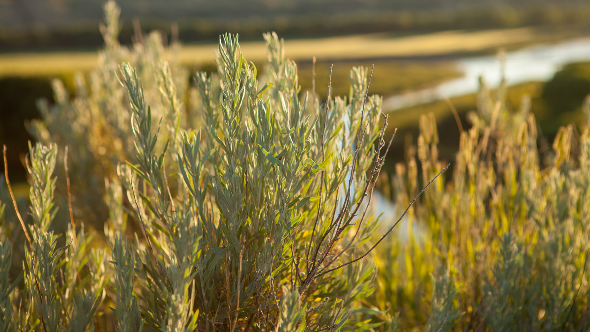 Small sagebrush with long thin leaves