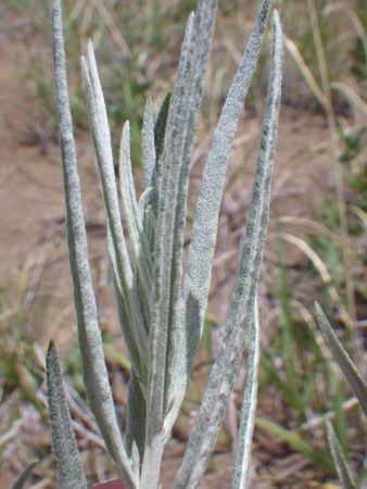 Two-foot long fuzzy leaves