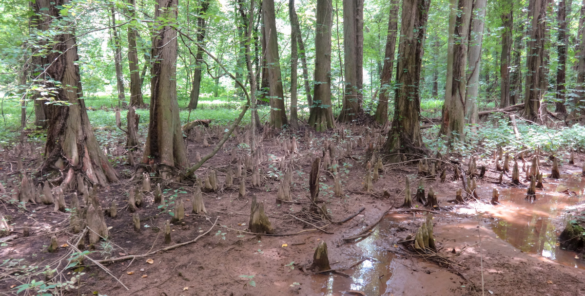 Muddy and cypress trees in a swamp