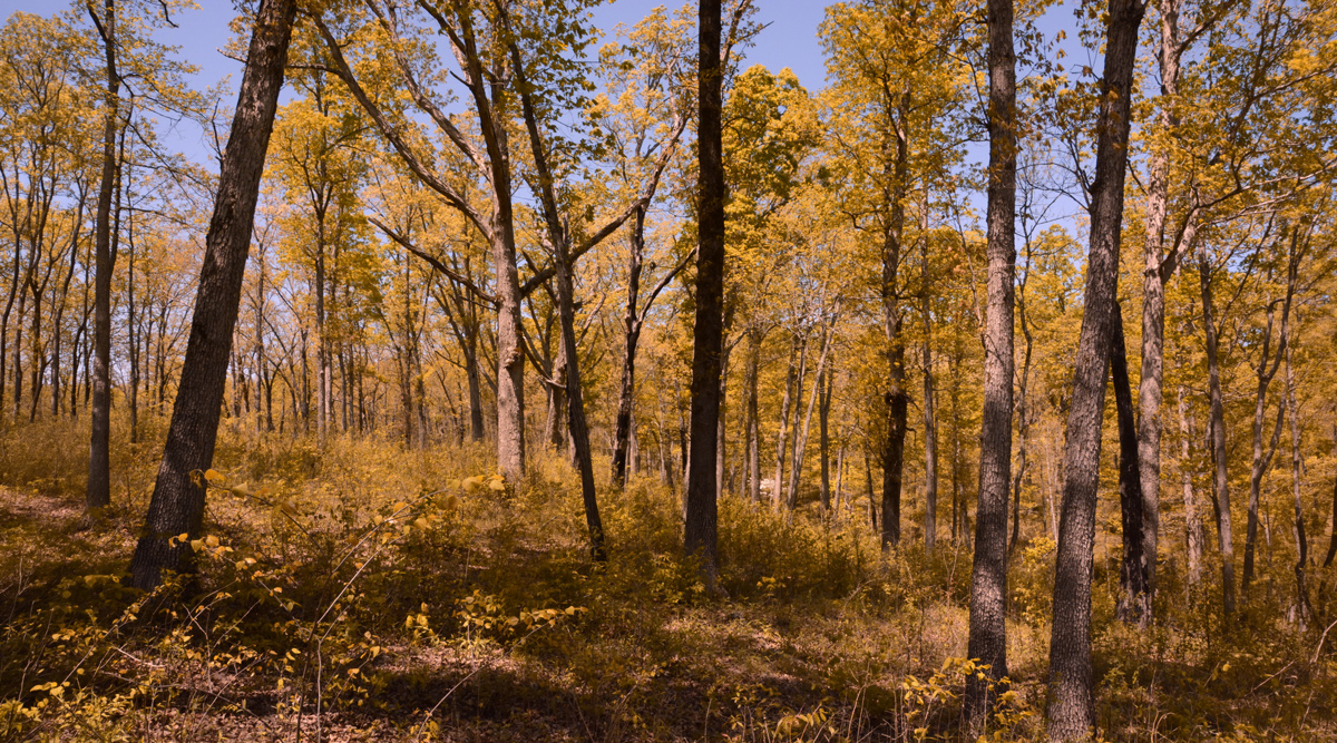 Sparse oak forest in fall