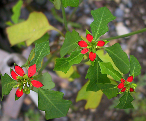 Plant with small, bright red petals and green leaves