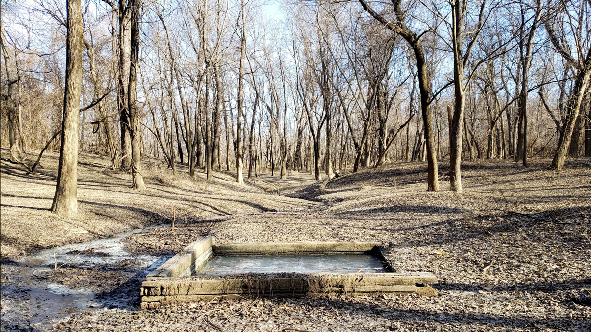 A small draw in the barren woods with a single salt spring at the Illinois Salines National Historic Site