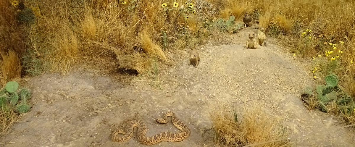 Bison, prairie dogs, and a rattlesnake on the Kansas plains