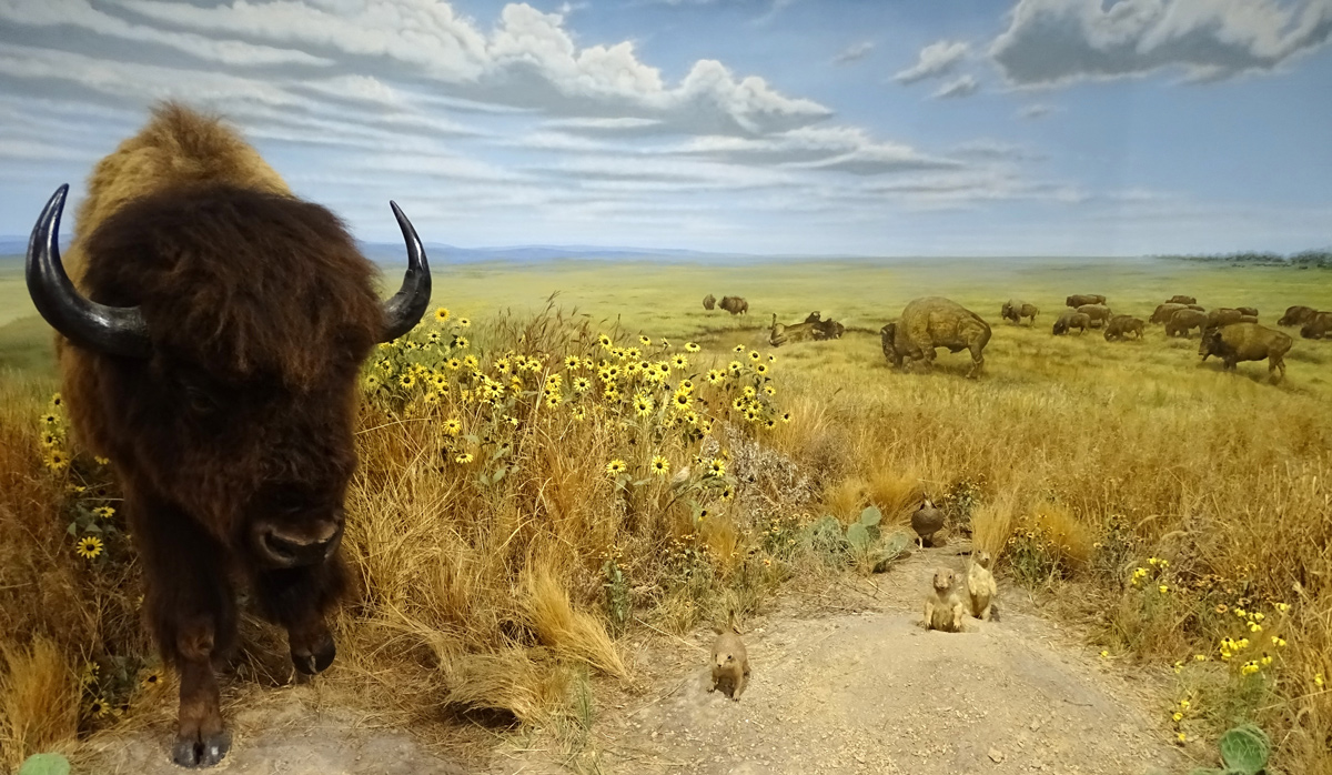 Bison and prairie dogs on the Kansas plains