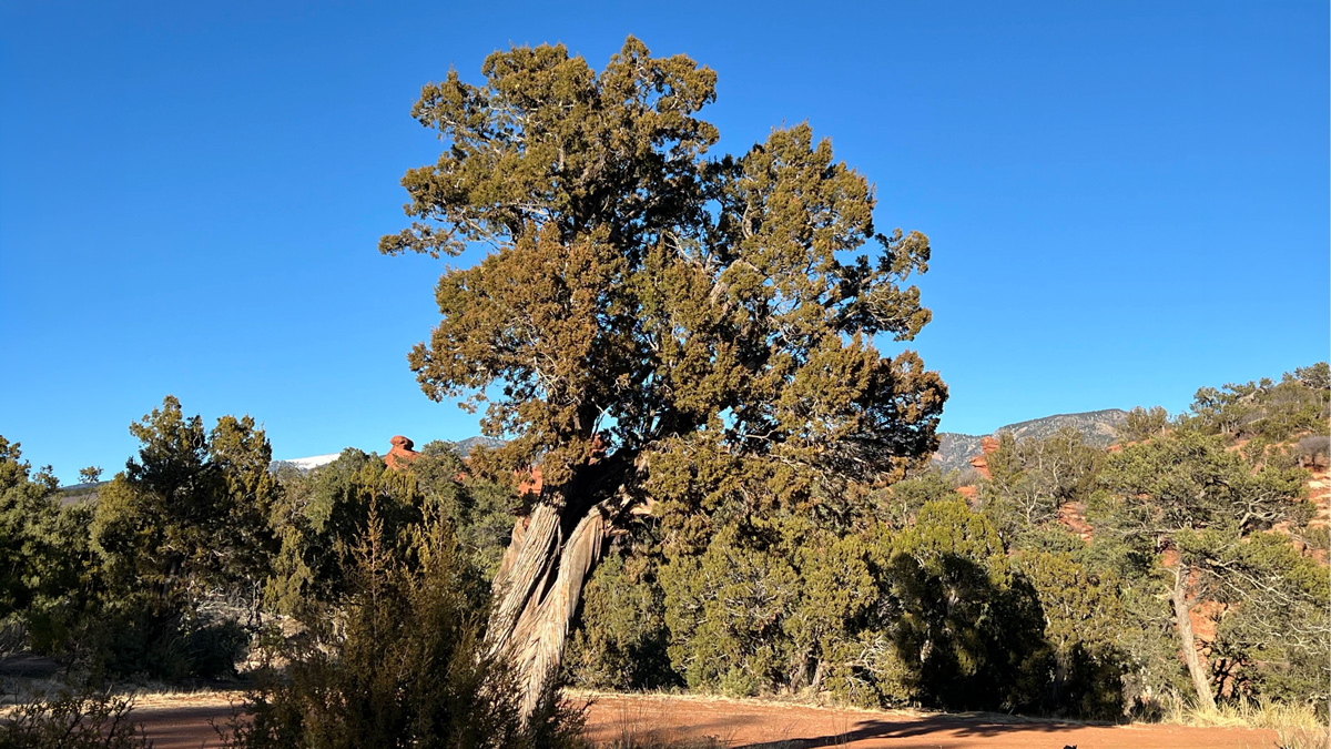 A large, scrubby cedar tree near Pikes Peak