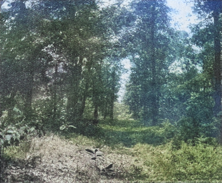 A brushy-covered old road cuts through a hardwood forest