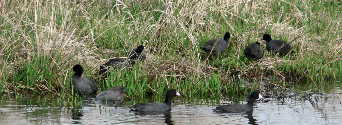 Black, duck-like birds