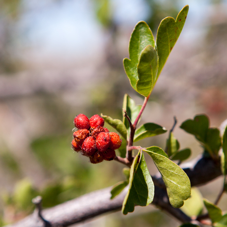 Cluster of red berries on a small branch