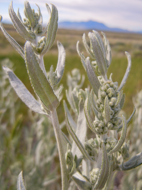 Long silver-petaled sage brush