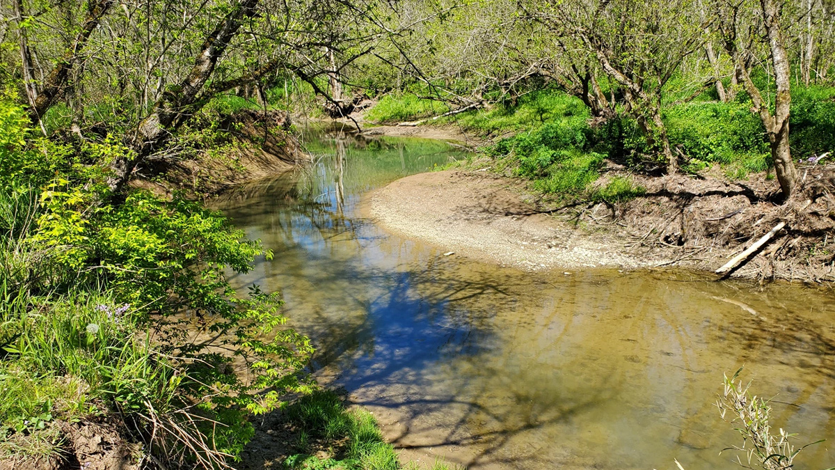 A small creek winds among the brush at Big Bone Lick
