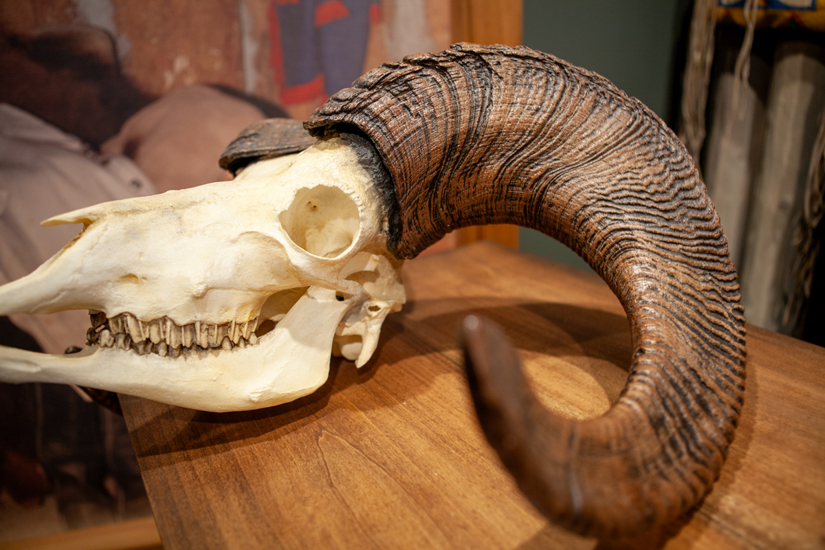 Bighorn skull with one large ram horn and missing horn.