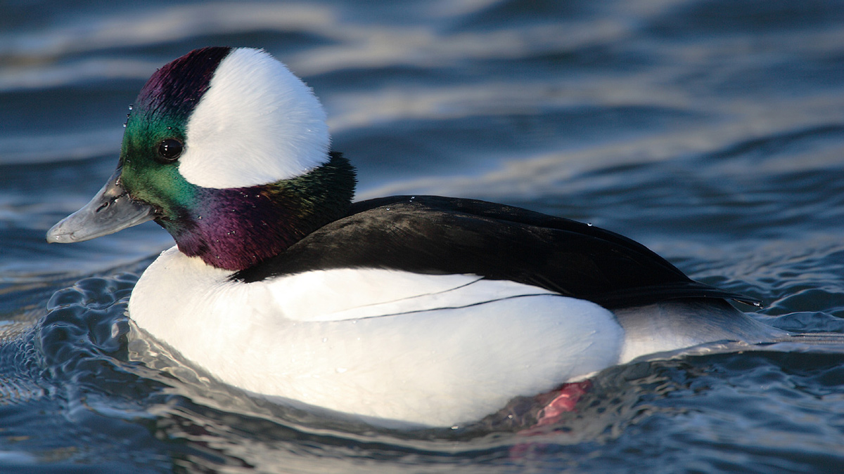 Duck with dark green head with a large white spot
