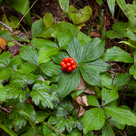 A clump of small red berries and low, wide leaves