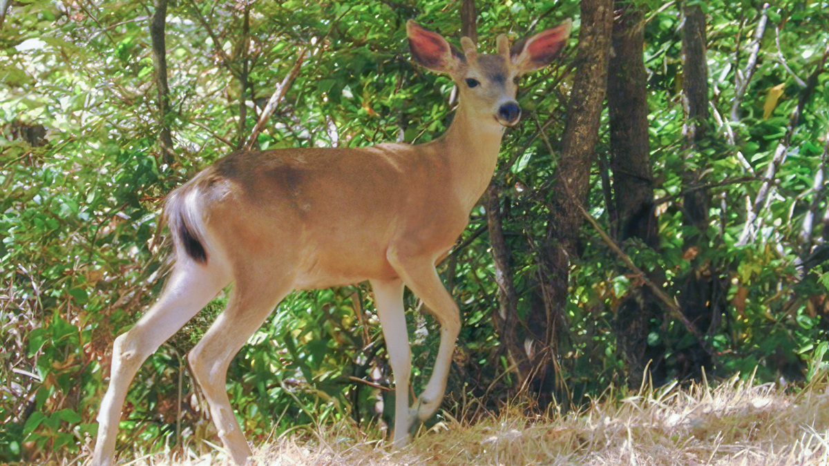 Smaller deer with totally black tail