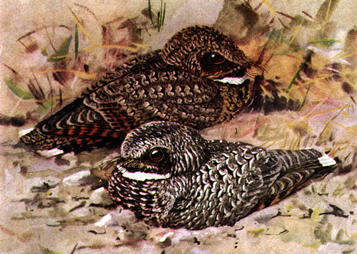 scientific illustration of two small, brown birds