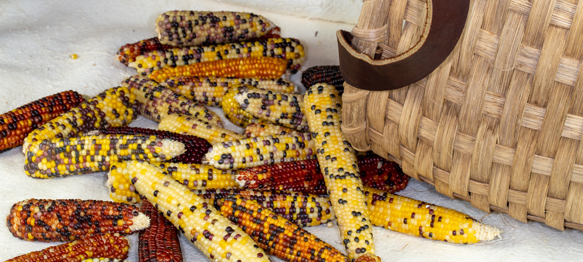 A pile of colorful corn spills from a large basket