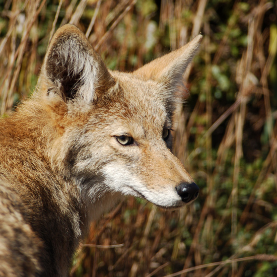 A skinny coyote looks back at the camera