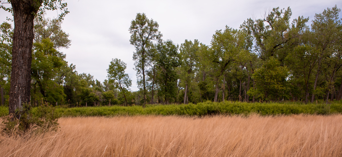 Flat bottom with grass and cottonwood trees