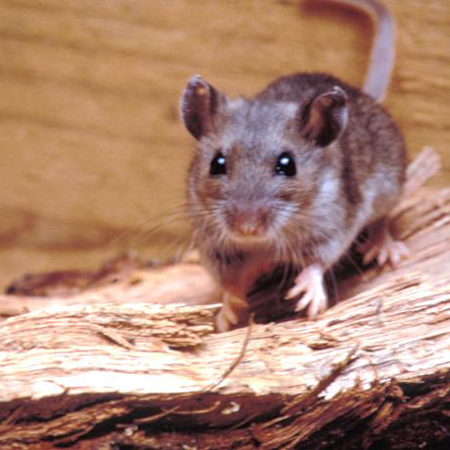 Small rodent staring at the camera