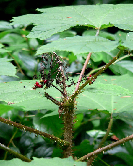 Plant with large leaves and thorns
