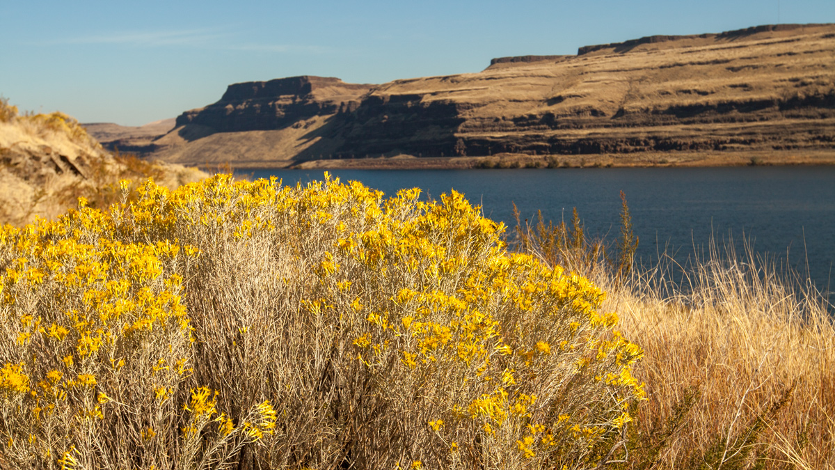 Rubber rabbitbrush with bright yellow blooms