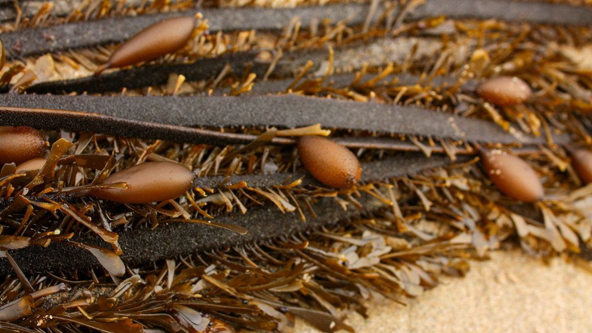 Small, thin strands of seaweed
