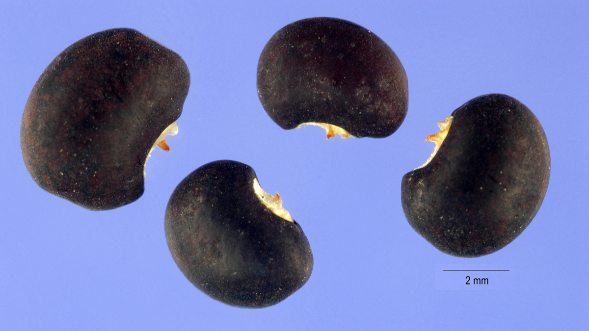 Four black beans