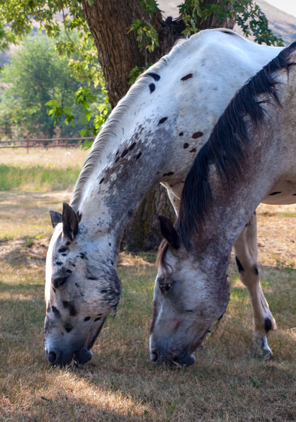 Two Appaloosa horses graze on grass