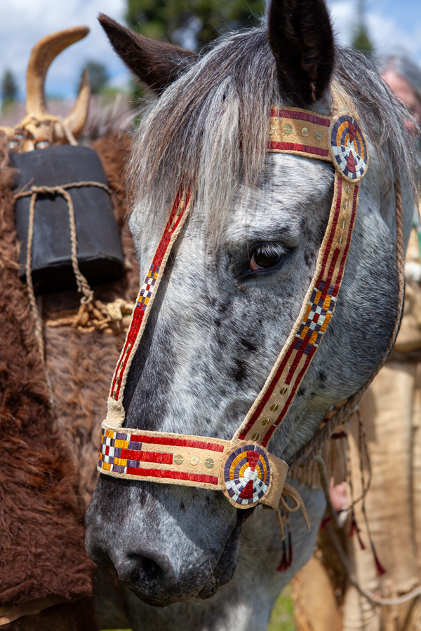 An Appaloosa horse with traditional halter