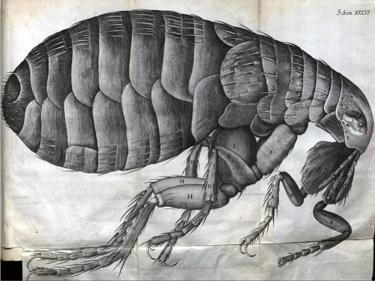 High quality scientific illustration of the flea