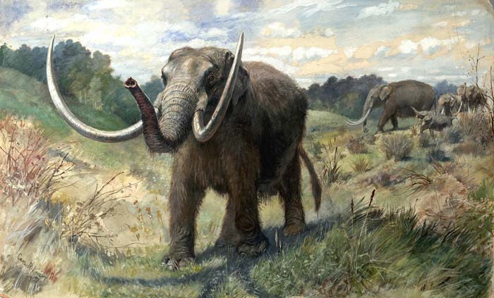 Large elephant with very long tusks