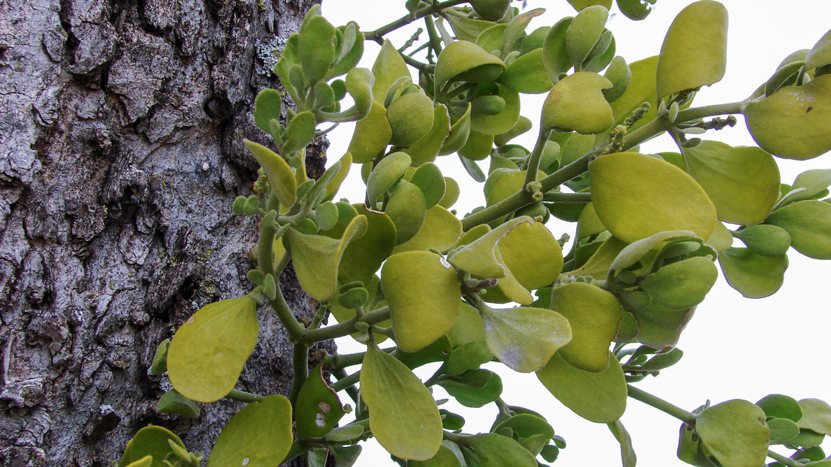 Small leafy plant growing on the side of a tree
