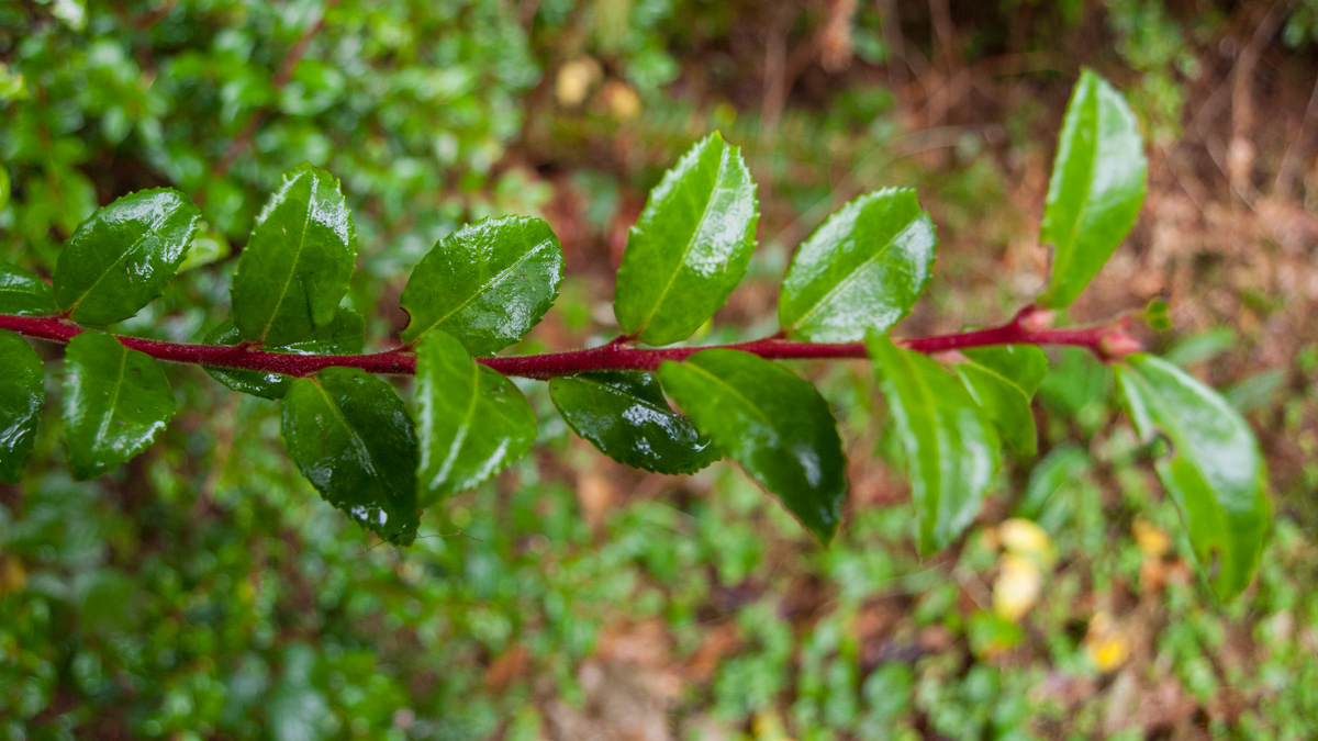 Green, holly-like branch