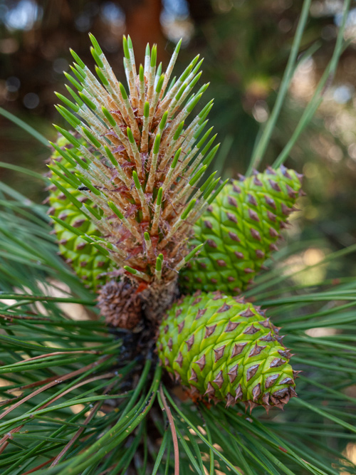 Immature, green pine cones