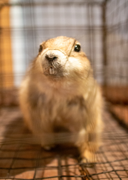 A caged prairie dog stares at the camera