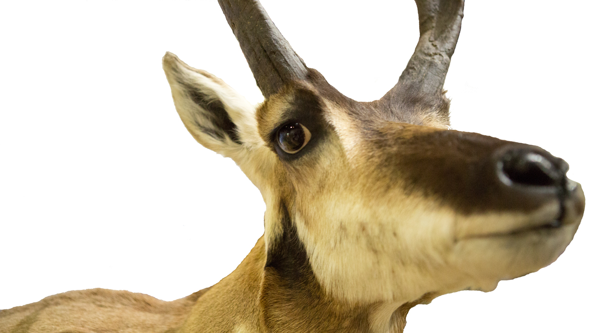 Close-up of a long-faced pronghorn