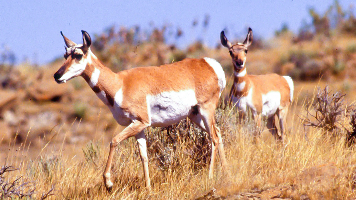 Two pronghorn descend down a hill