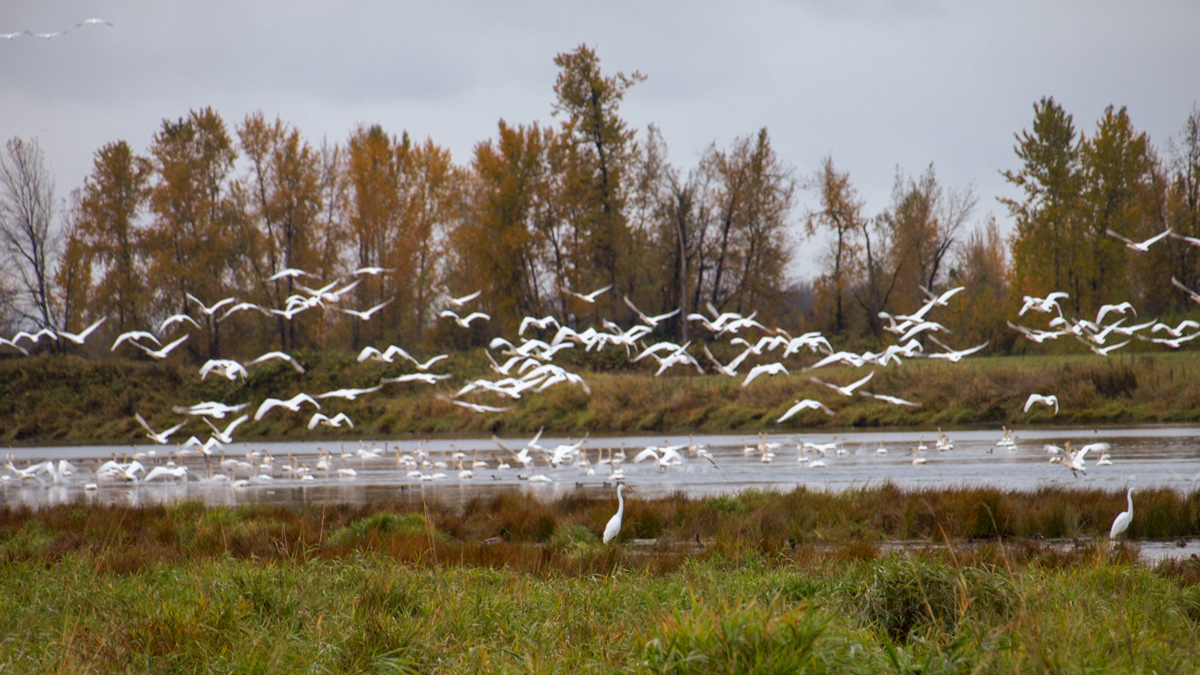 White birds take flight on a gloomy November day