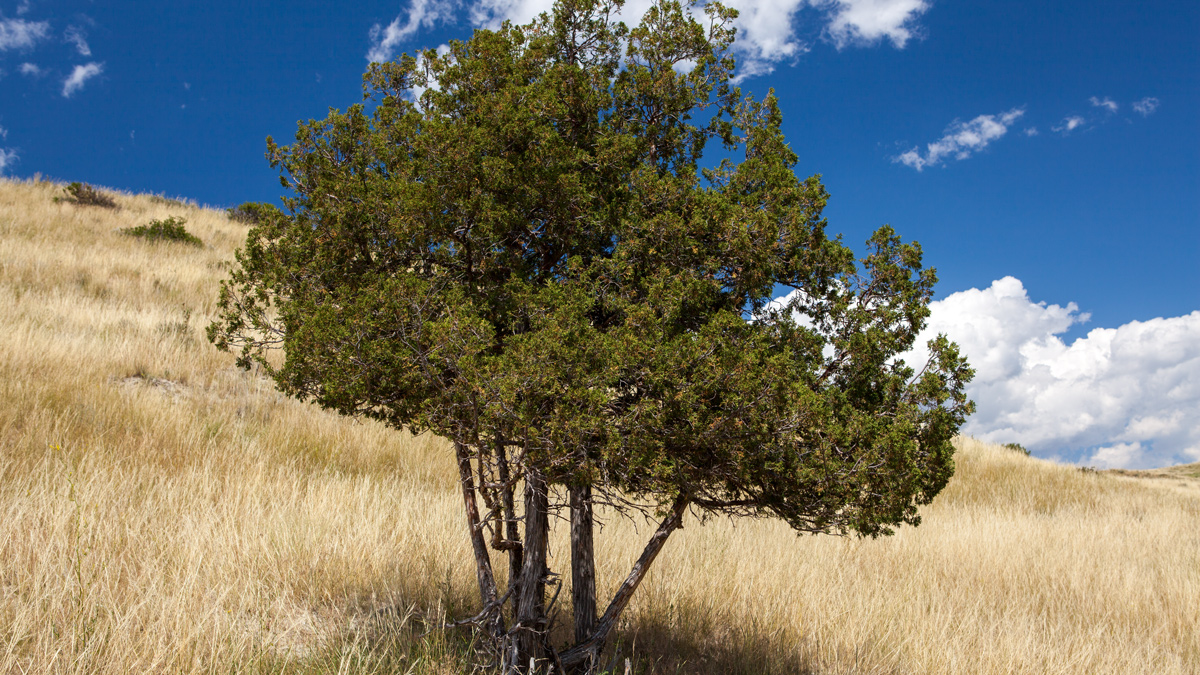 Rocky Mountain juniper, a skinny, multi-trunked tree