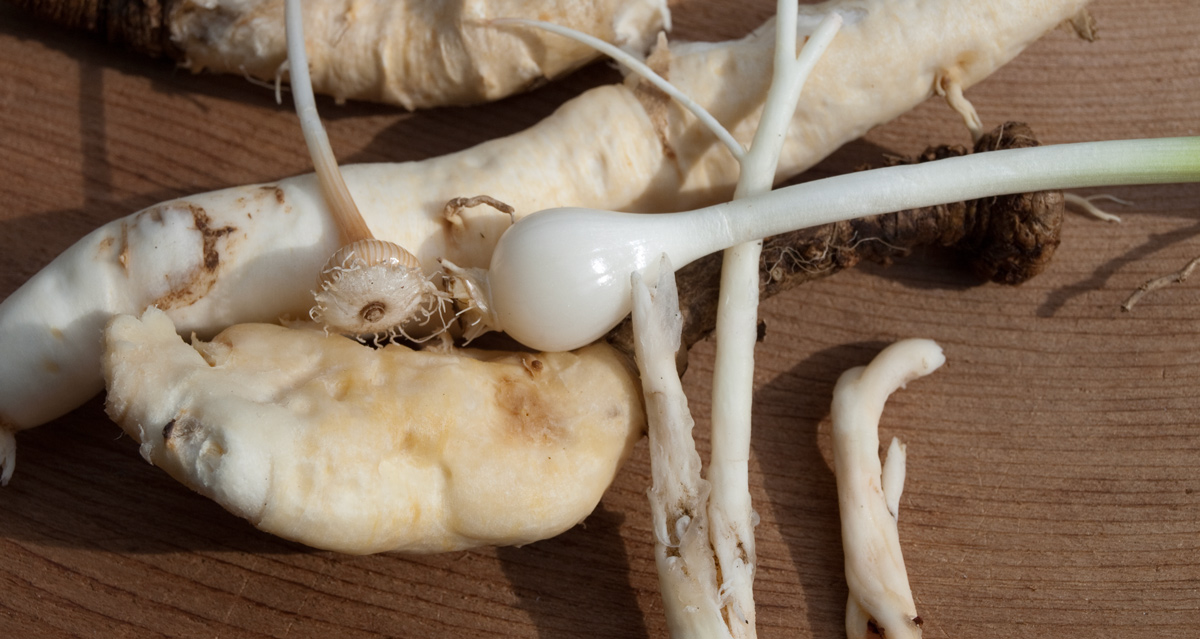 A tangle of assorted roots, mostly white