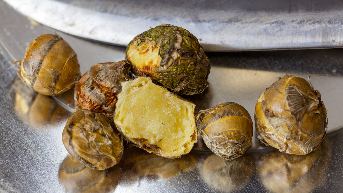 Small, greenish bulbs